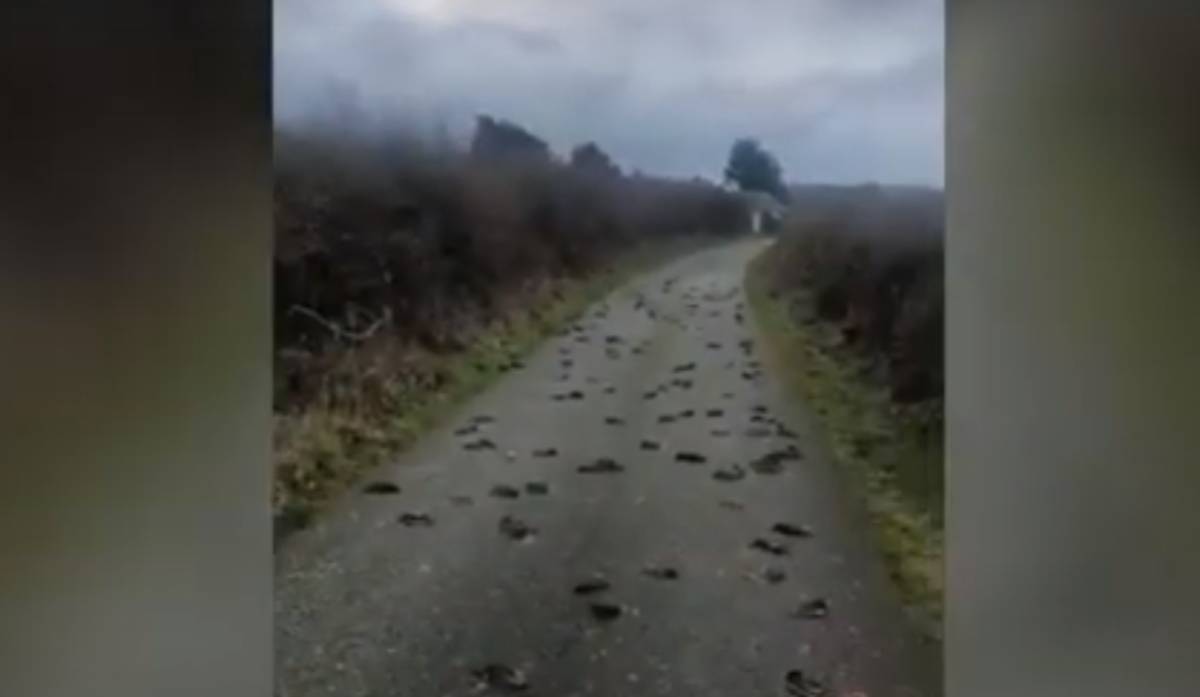 VIDEO Na stotine ptica popadalo mrtvo u Britaniji, zasad se ne zna zašto